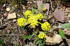 Lomatium sandbergii