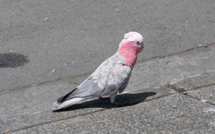Eolophus roseicapilla albiceps
