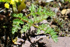 Lomatium sandbergii