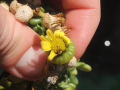 Senecio sterquilinus