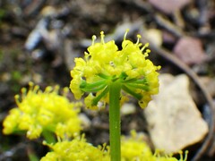 Lomatium sandbergii