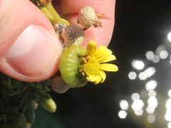 Senecio sterquilinus