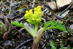 Lomatium sandbergii