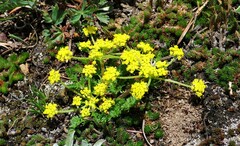 Lomatium sandbergii