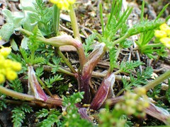 Lomatium sandbergii