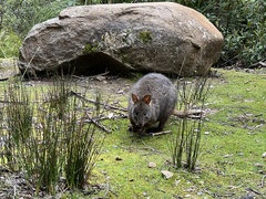 Thylogale billardierii