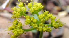 Lomatium sandbergii