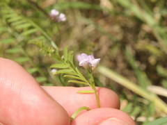 Vicia disperma