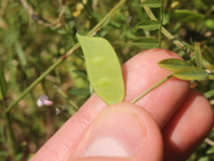 Vicia disperma