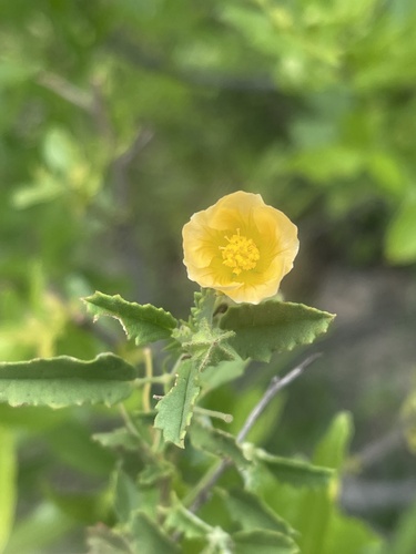 Golden Sida (Sida chrysantha)