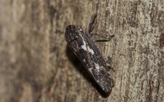 Putoniessa