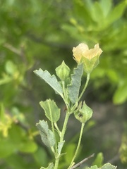 Sida chrysantha