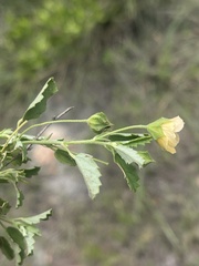 Sida chrysantha