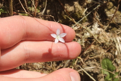 Wahlenbergia violacea