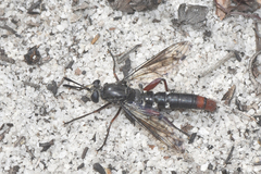 Miltinus stenogaster