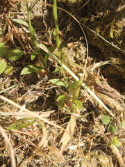 Wahlenbergia violacea