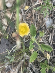 Sida chrysantha