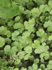 Hydrocotyle moschata