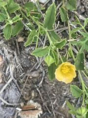 Sida chrysantha