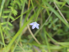 Wahlenbergia violacea