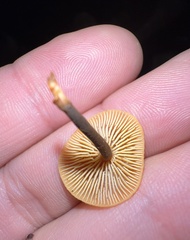 Heimiomyces