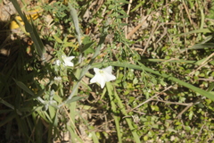 Linum monogynum monogynum