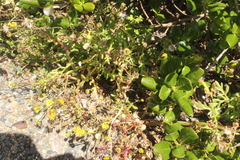 Senecio sterquilinus