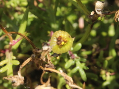 Senecio sterquilinus