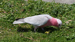Eolophus roseicapilla albiceps