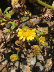 Senecio sterquilinus