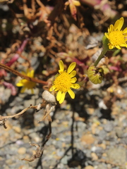 Senecio sterquilinus