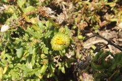 Senecio sterquilinus