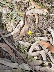 Hypoxis hygrometrica