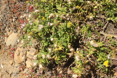 Senecio sterquilinus