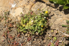 Senecio sterquilinus