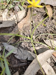 Hypoxis hygrometrica
