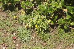 Senecio sterquilinus
