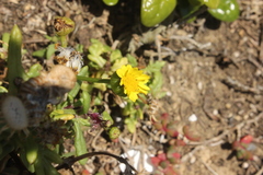 Senecio sterquilinus