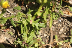 Senecio sterquilinus