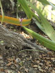 Thelymitra purpureofusca