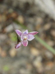 Thelymitra purpureofusca