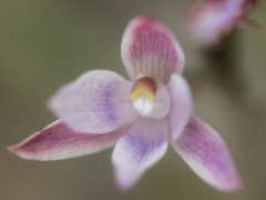 Thelymitra purpureofusca