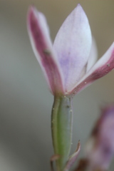 Thelymitra purpureofusca