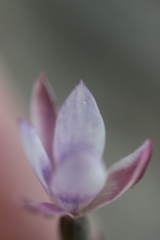 Thelymitra purpureofusca