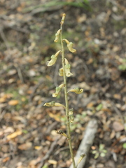 Gastrodia cunninghamii