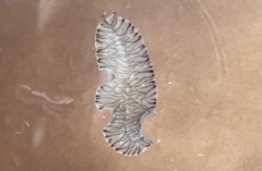 Prostheceraeus crozieri