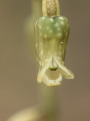 Gastrodia cunninghamii