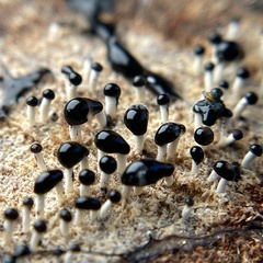 Pleurotus cystidiosus