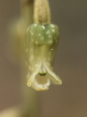 Gastrodia cunninghamii