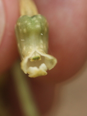 Gastrodia cunninghamii